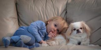 Bebekler ve Köpekler