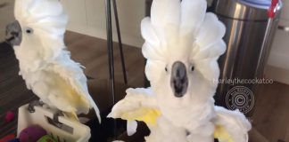 Harley the cockatoo