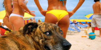 Komik Köpeklerle 10 dakika